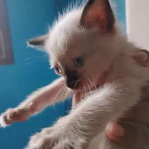 Gato raça SRD-ViraLata idade Abaixo de 2 meses nome Filhote siamês