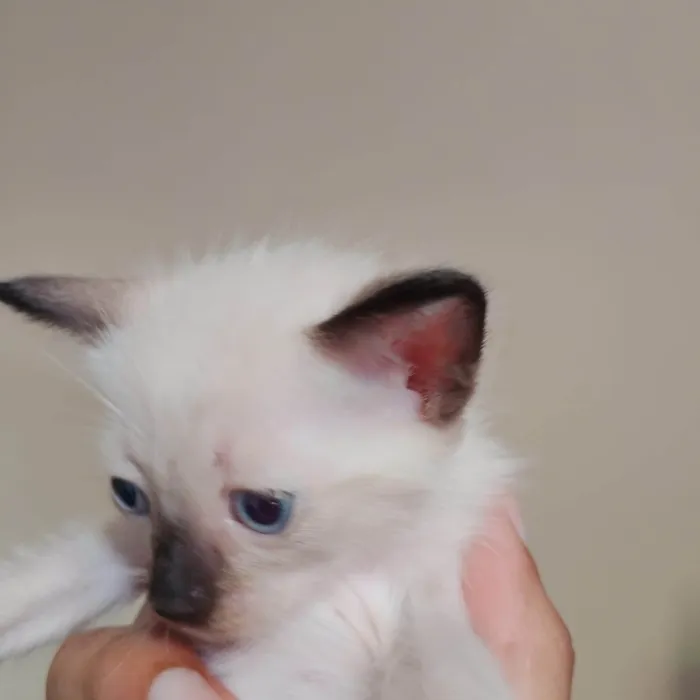 Gato ra a SRD-ViraLata idade Abaixo de 2 meses nome Filhote siamês