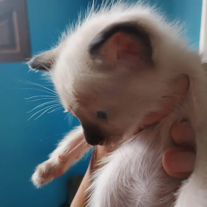 Gato ra a SRD-ViraLata idade Abaixo de 2 meses nome Filhote siamês