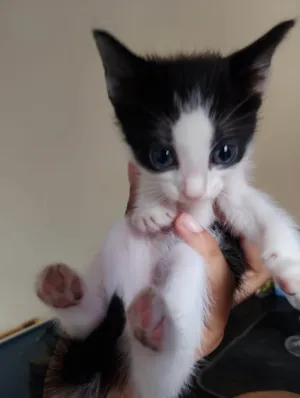 Gato raça SRD-ViraLata idade Abaixo de 2 meses nome Filhote frajola 2