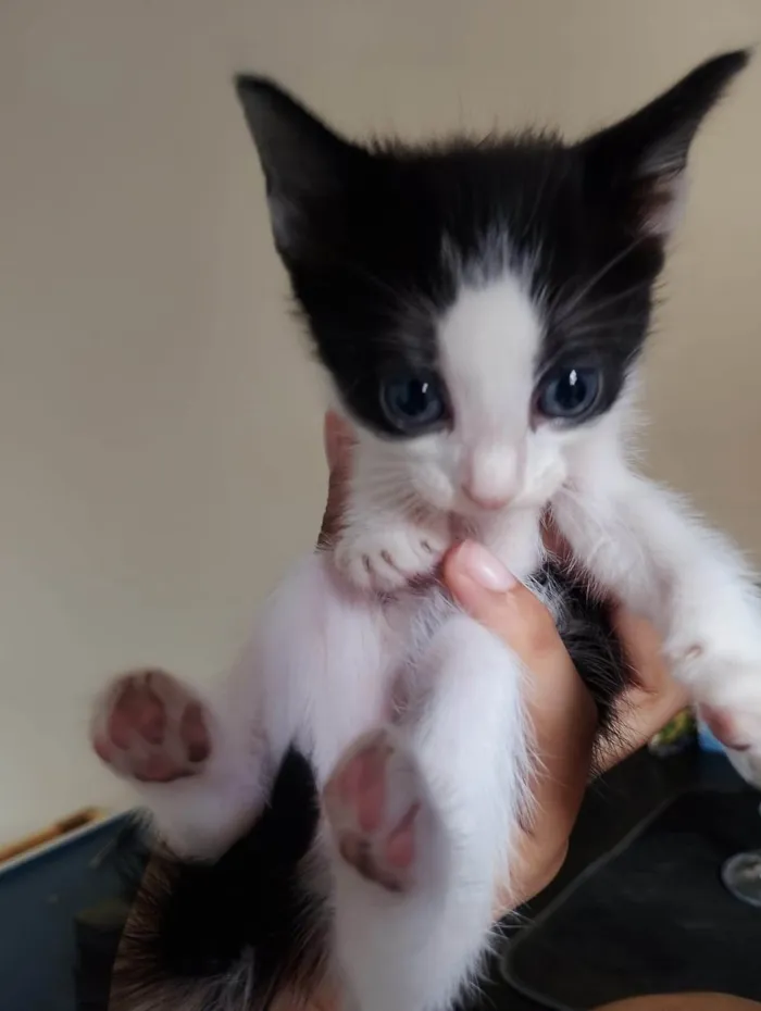 Gato ra a SRD-ViraLata idade Abaixo de 2 meses nome Filhote frajola 2