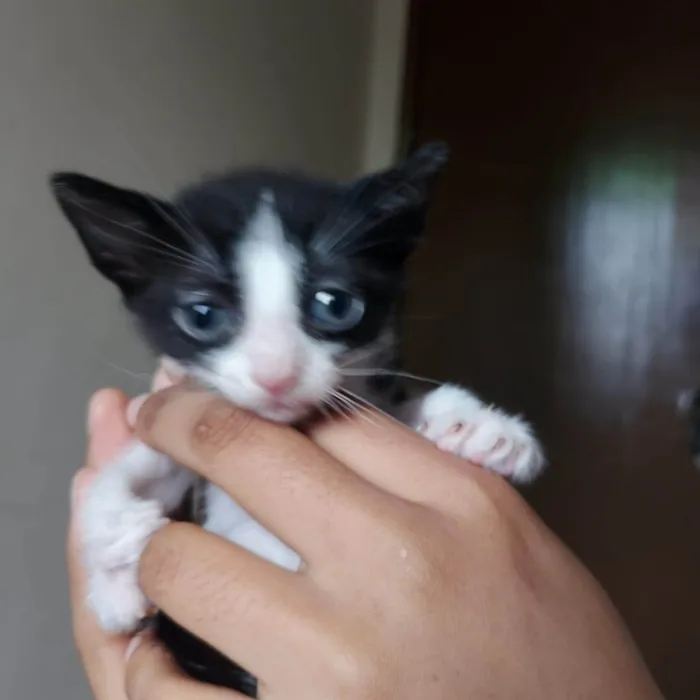 Gato ra a SRD-ViraLata idade Abaixo de 2 meses nome Filhote frajola 2