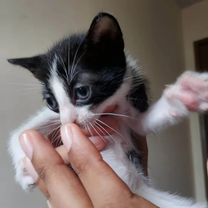 Gato ra a SRD-ViraLata idade Abaixo de 2 meses nome Filhote frajola 2