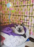 Diva