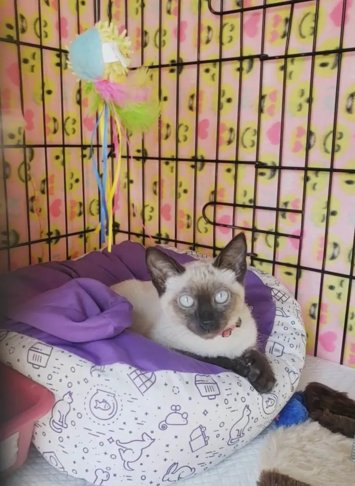 Gato ra a Siamês idade 2 a 6 meses nome Diva