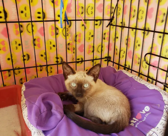 Gato ra a Siamês idade 2 a 6 meses nome Diva