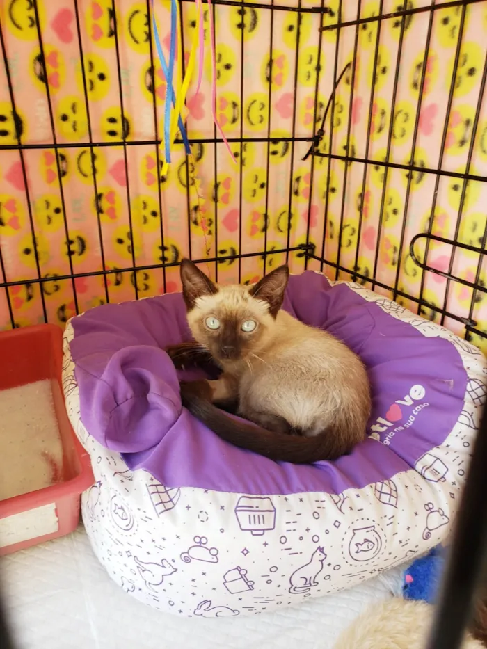 Gato ra a Siamês idade 2 a 6 meses nome Diva