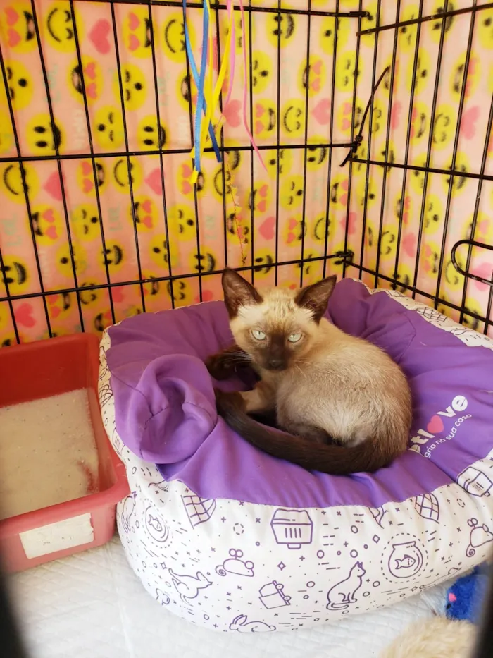 Gato ra a Siamês idade 2 a 6 meses nome Diva