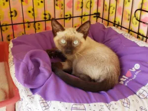 Gato raça Siamês idade 2 a 6 meses nome Diva