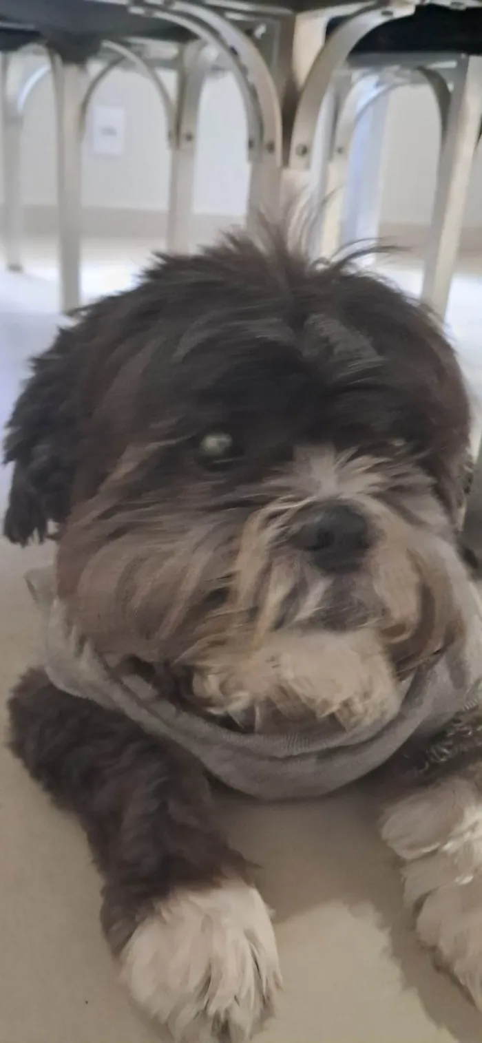 Cachorro raça Shitzu idade 6 ou mais anos nome Rath