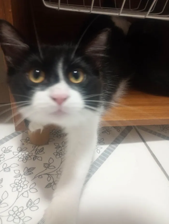 Gato ra a SRD-ViraLata idade 2 a 6 meses nome OREO