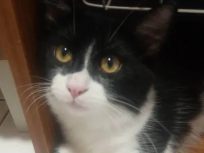 Gato raça SRD-ViraLata idade 2 a 6 meses nome OREO