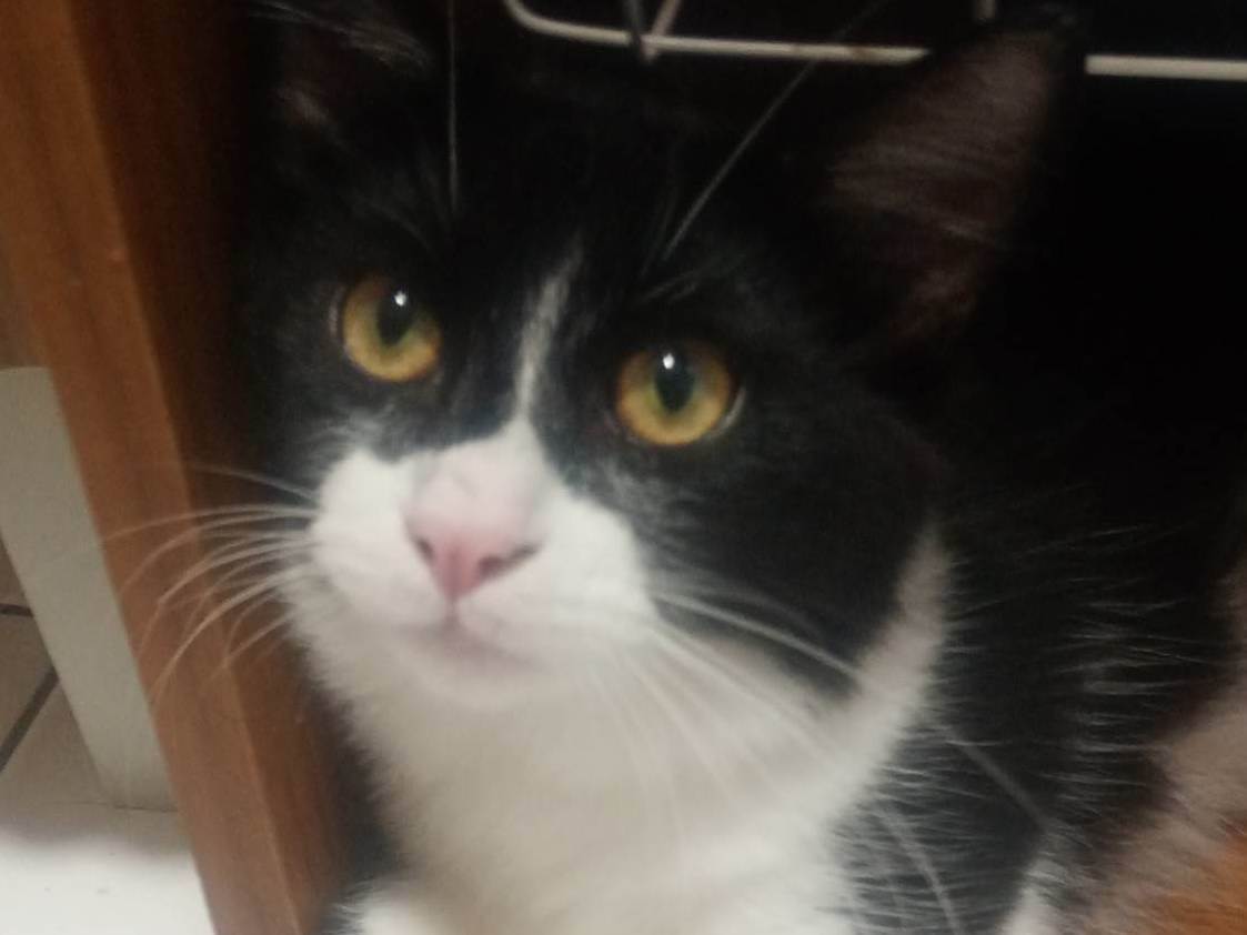 Gato ra a SRD-ViraLata idade 2 a 6 meses nome OREO