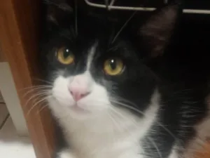 Gato raça SRD-ViraLata idade 2 a 6 meses nome OREO
