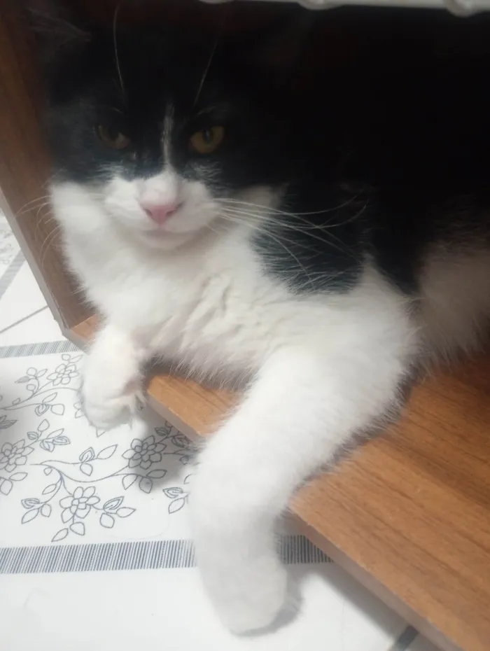 Gato ra a SRD-ViraLata idade 2 a 6 meses nome OREO