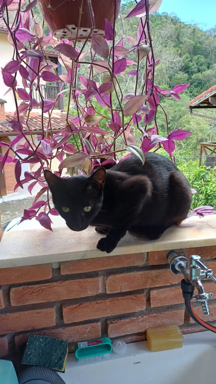 Gato ra a SRD-ViraLata idade 1 ano nome Sem nome