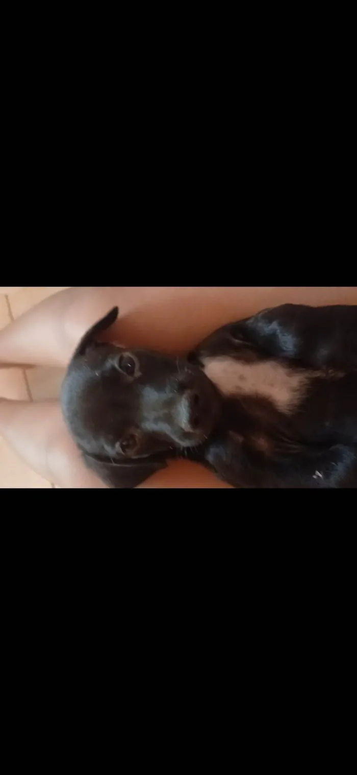 Cachorro raça SRD-ViraLata idade 2 a 6 meses nome Halfe