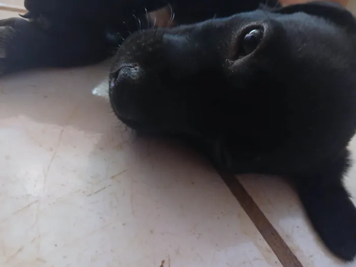 Cachorro raça SRD-ViraLata idade 2 a 6 meses nome Halfe