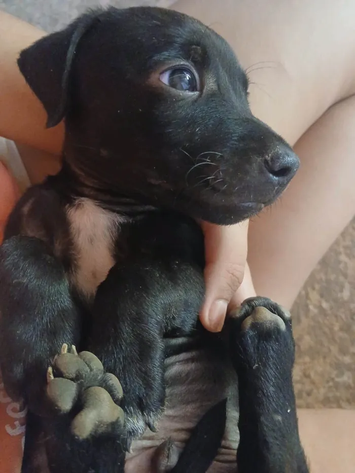 Cachorro raça SRD-ViraLata idade 2 a 6 meses nome Halfe