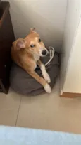 Cacau