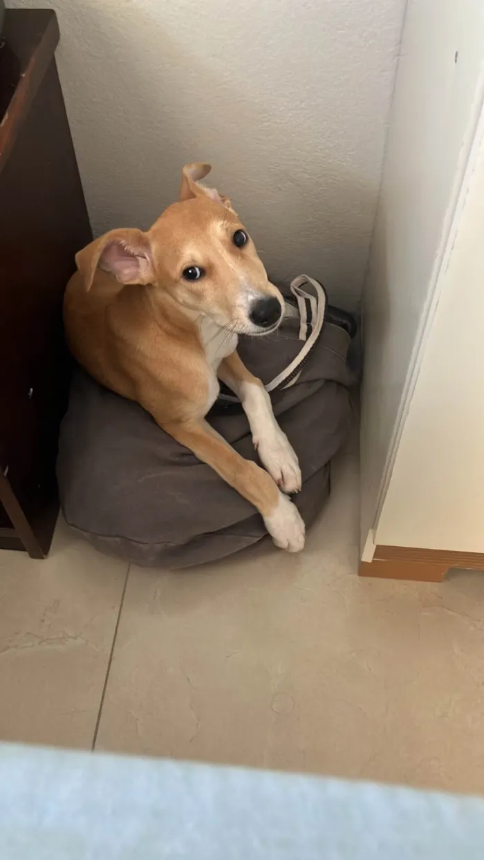 Cachorro ra a SRD-ViraLata idade 2 a 6 meses nome Cacau