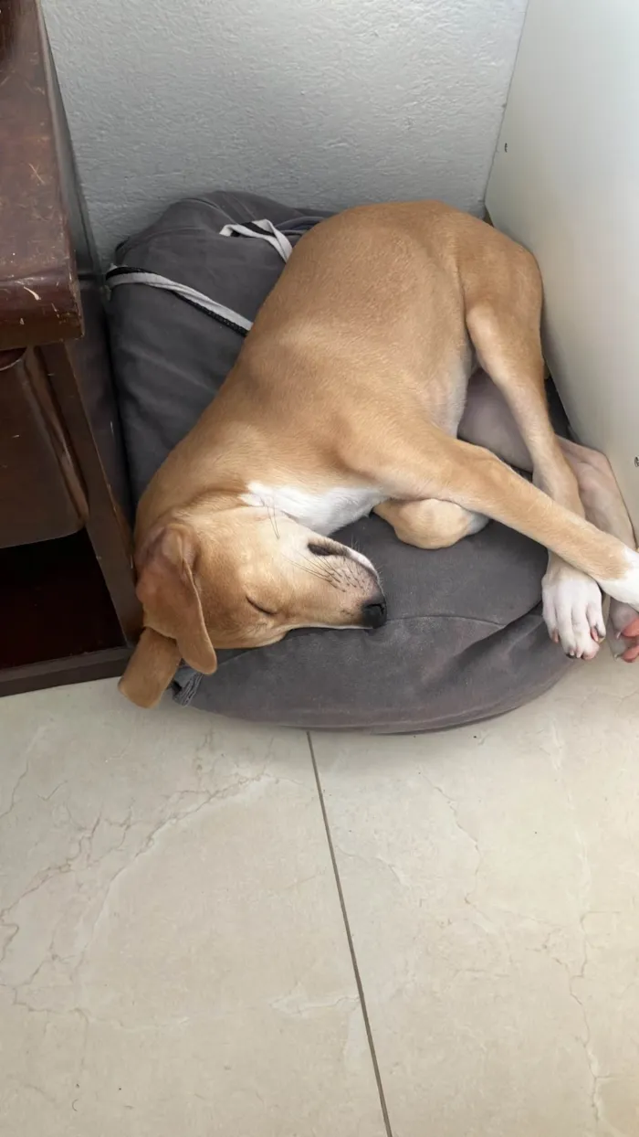 Cachorro ra a SRD-ViraLata idade 2 a 6 meses nome Cacau