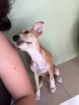 Cacau