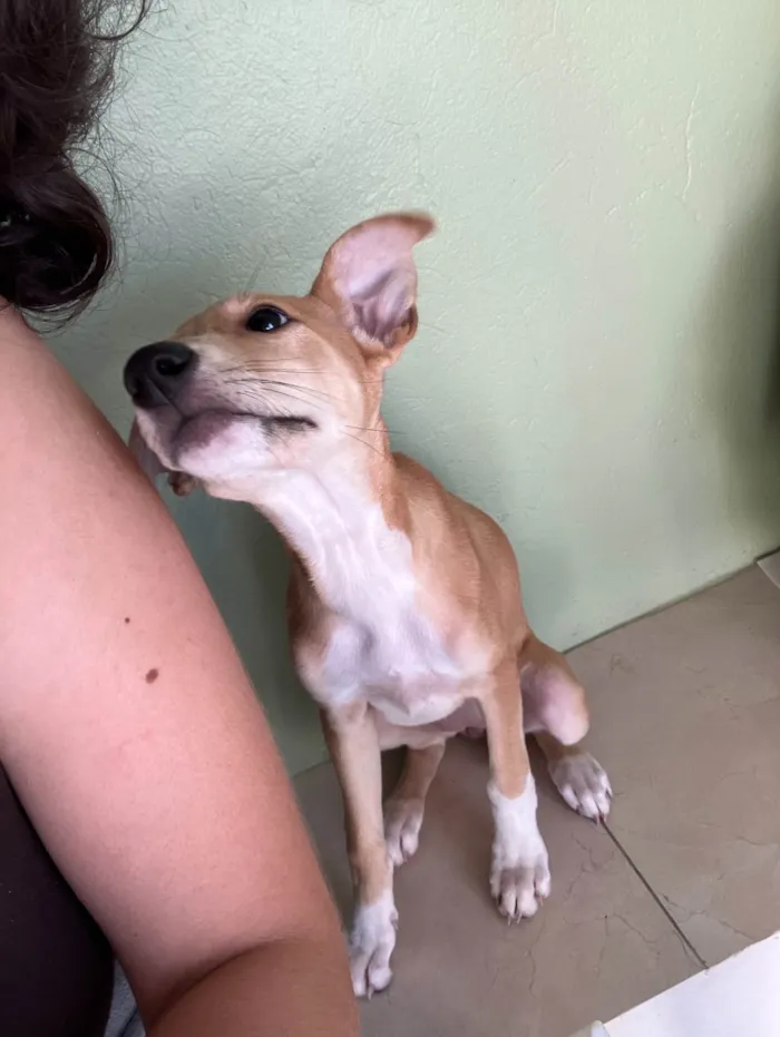 Cachorro ra a SRD-ViraLata idade 2 a 6 meses nome Cacau