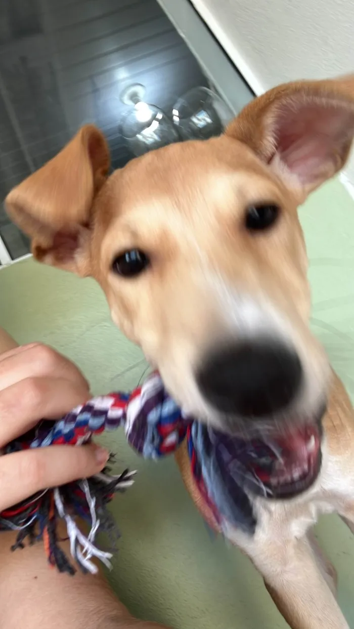 Cachorro ra a SRD-ViraLata idade 2 a 6 meses nome Cacau