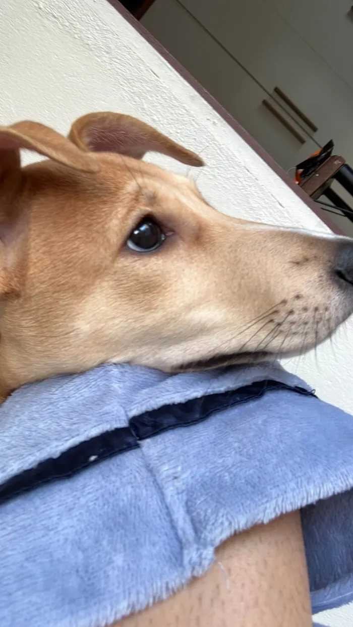 Cachorro ra a SRD-ViraLata idade 2 a 6 meses nome Cacau