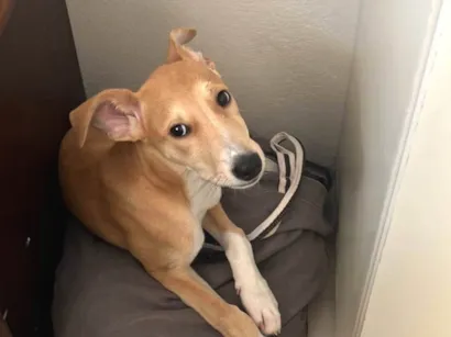 Cachorro raça SRD-ViraLata idade 2 a 6 meses nome Cacau