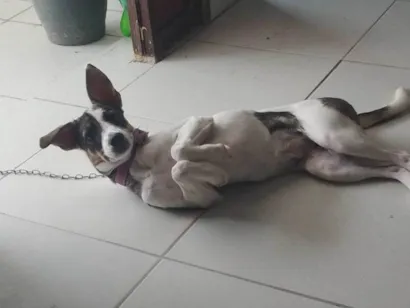 Cachorro raça SRD-ViraLata idade 7 a 11 meses nome Amora