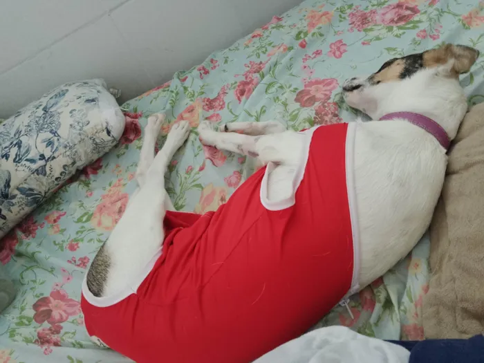 Cachorro ra a SRD-ViraLata idade 7 a 11 meses nome Amora