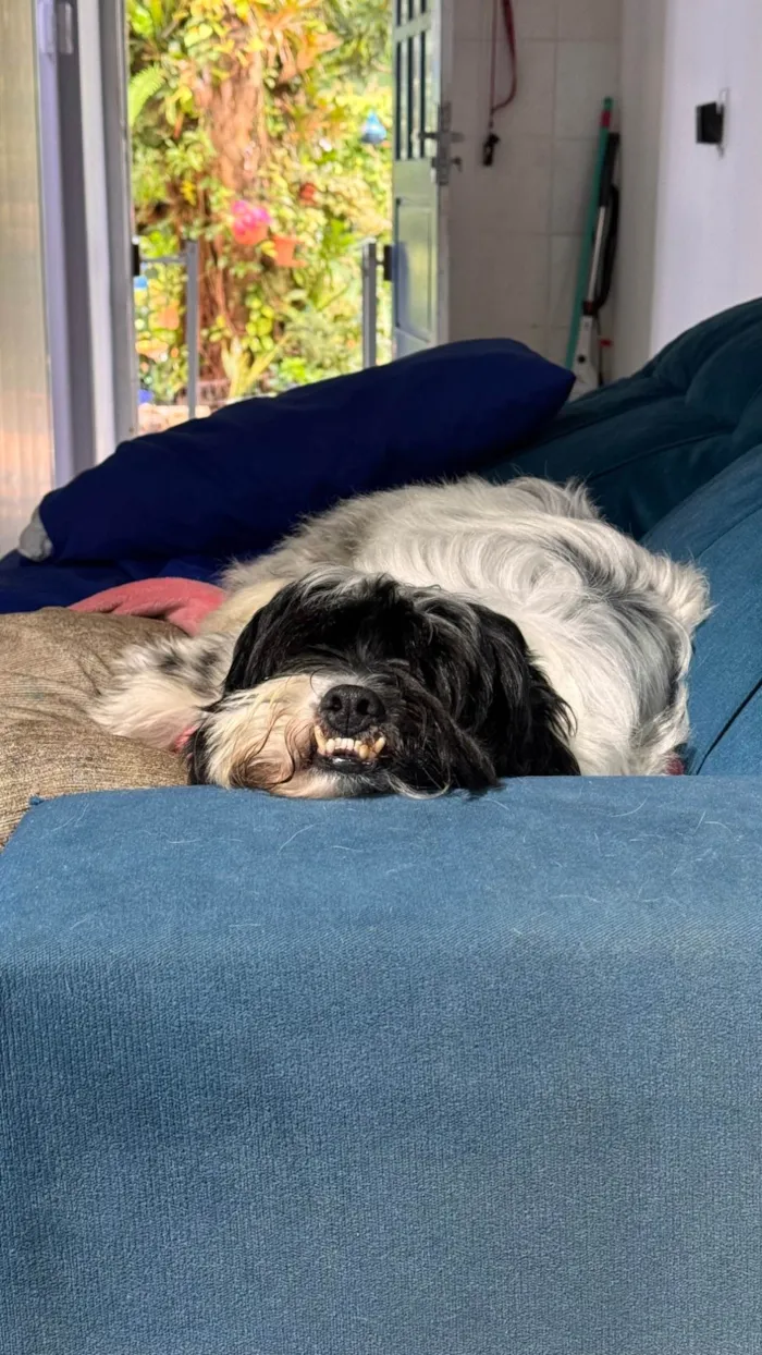 Cachorro ra a SRD-ViraLata idade 5 anos nome Dentinho
