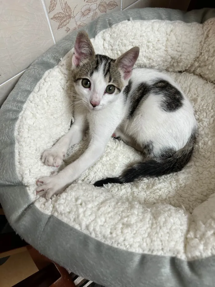 Gato ra a SRD-ViraLata idade 2 a 6 meses nome Beth