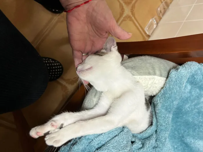 Gato ra a SRD-ViraLata idade 2 a 6 meses nome Beth
