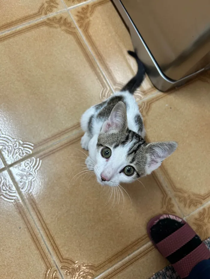 Gato ra a SRD-ViraLata idade 2 a 6 meses nome Beth