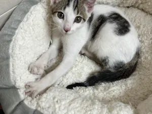 Gato raça SRD-ViraLata idade 2 a 6 meses nome Beth