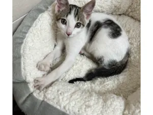 Gato raça SRD-ViraLata idade 2 a 6 meses nome Beth