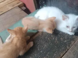 Gato raça SRD-ViraLata idade Abaixo de 2 meses nome Bolinha
