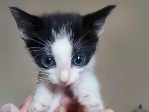 Gato raça SRD-ViraLata idade Abaixo de 2 meses nome Filhote frajola
