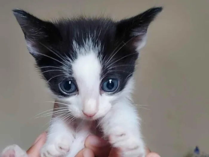 Gato ra a SRD-ViraLata idade Abaixo de 2 meses nome Filhote frajola