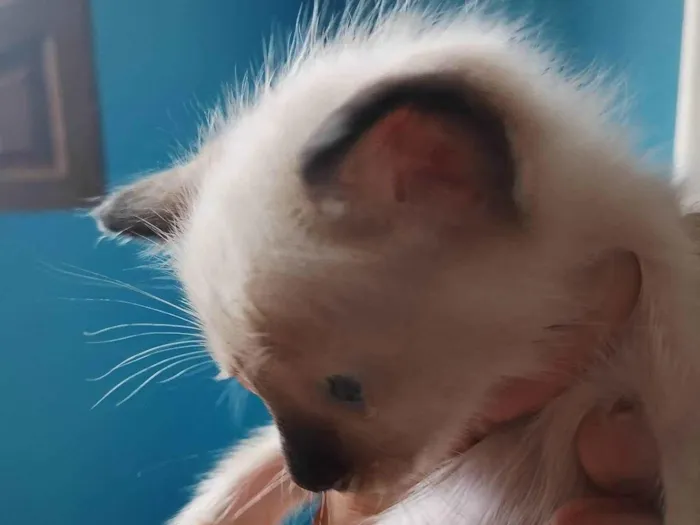 Gato ra a SRD-ViraLata idade Abaixo de 2 meses nome Filhote siamês