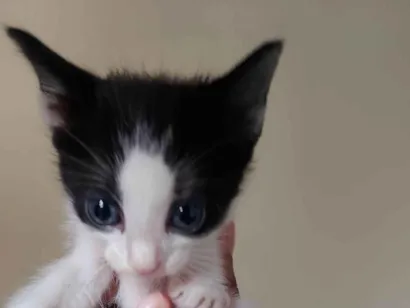 Gato raça SRD-ViraLata idade Abaixo de 2 meses nome Filhote frajola 2