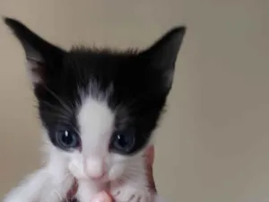 Gato raça SRD-ViraLata idade Abaixo de 2 meses nome Filhote frajola 2