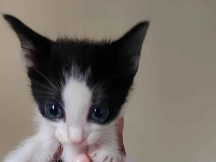 Gato ra a SRD-ViraLata idade Abaixo de 2 meses nome Filhote frajola 2