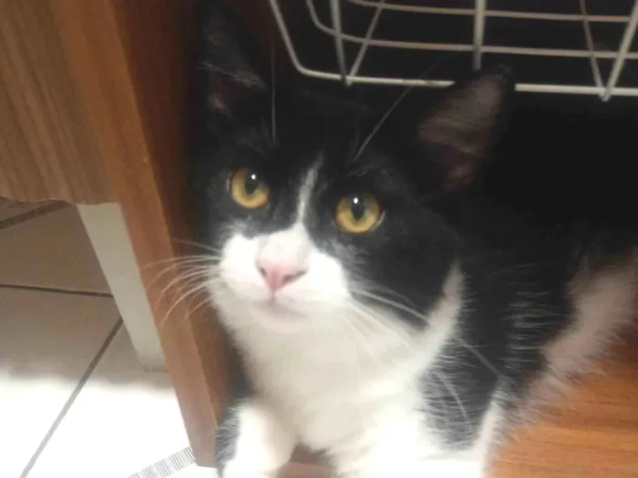 Gato ra a SRD-ViraLata idade 2 a 6 meses nome OREO