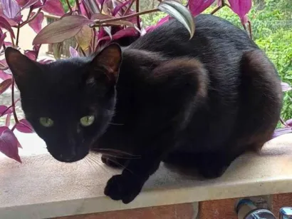 Gato raça SRD-ViraLata idade 1 ano nome Sem nome