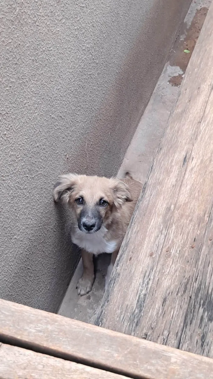 Cachorro ra a SRD-ViraLata idade 2 a 6 meses nome Luffy