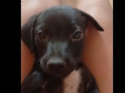 Cachorro raça SRD-ViraLata idade 2 a 6 meses nome Halfe
